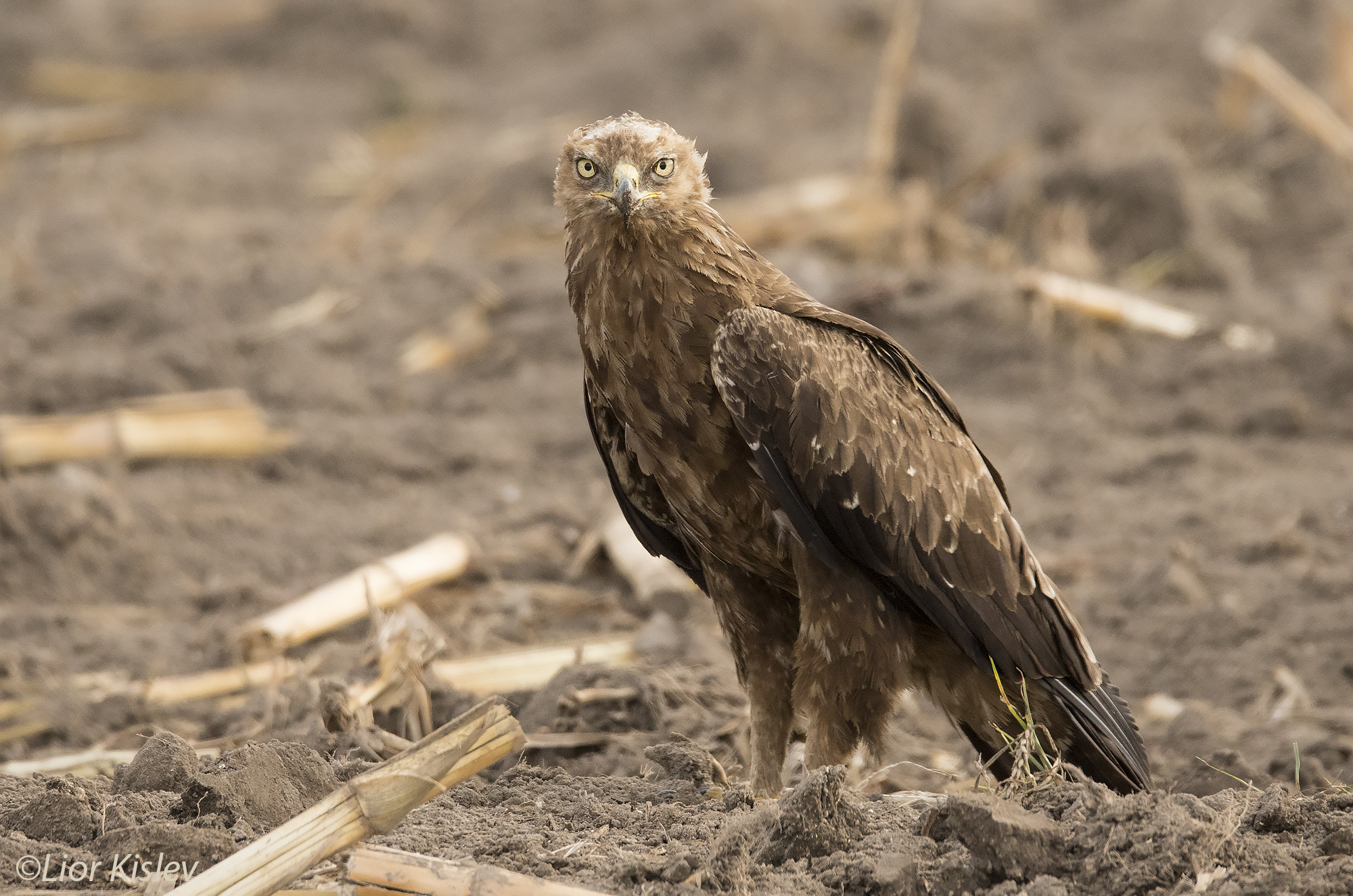 Lesser Spotted Eagle Aquila pomarina  ,Hula valley  ,27-10-15,Lior Kislev